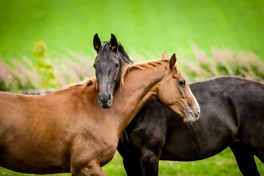 Chevaux au pré